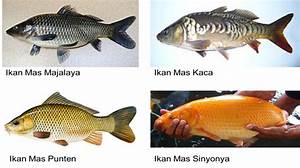 ikan mas taiwan di indonesia