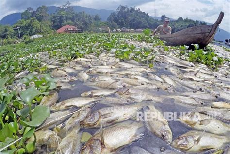 ikan mati di laut indonesia