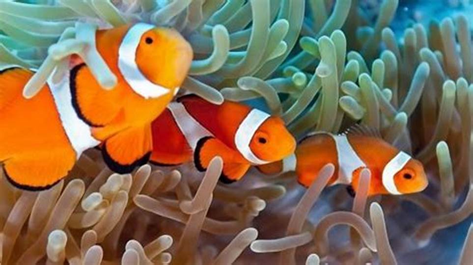 Terapkan Tips Ini Agar Berhasil Menjaga Ikan Hias Nemo di Air Tawar di Indonesia