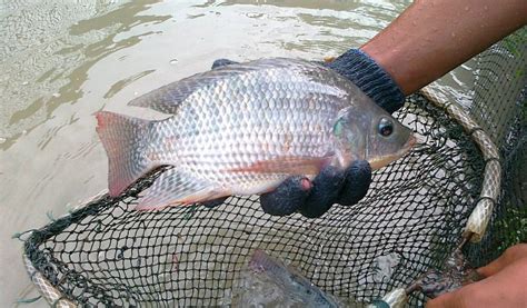 ikan nila hidup harga indonesia