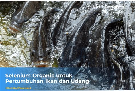 ikan selenium