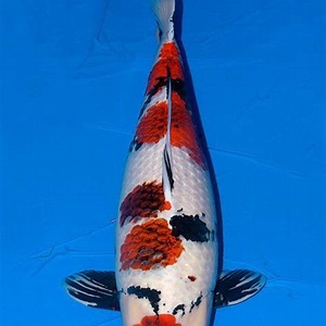 Ikan koi terbesar in Indonesia