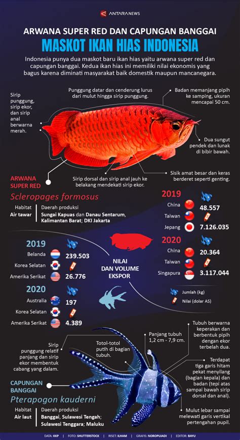 Budidaya Ikan Hias di Indonesia: Peluang dan Tantangan