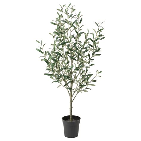 OLEA EUROPAEA Potted plant Olive tree, stem IKEA