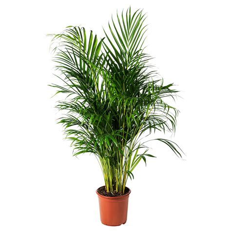 Ikea Palm Tree Real