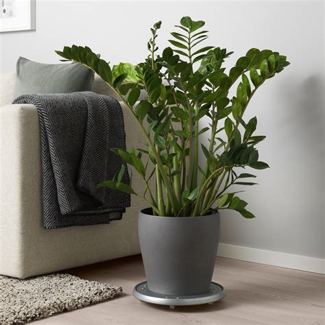 Ikea Planters Indoor
