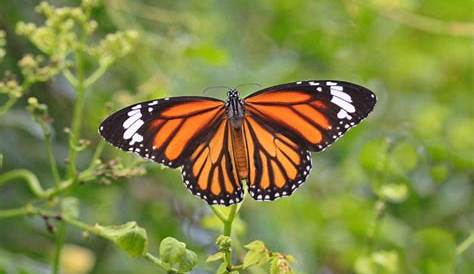 Farfalla monarca: caratteristiche, habitat e curiosità