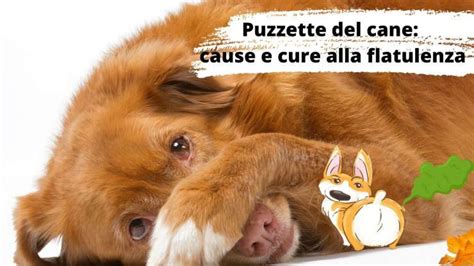 Look Il Cane Fa Le Puzzette