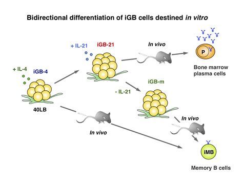 il-4 b cell proliferation