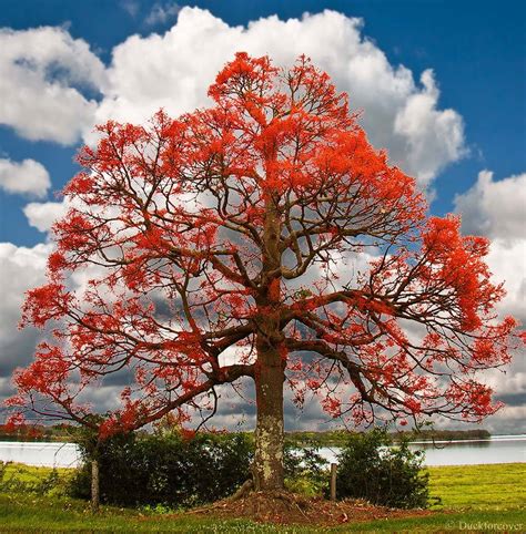 Illawarra Flame Tree (brachychiton acerifolium) Urban