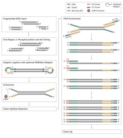 illumina dna library prep