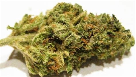 Illuminati Strain Secrets Unveiled: Must-Know Facts