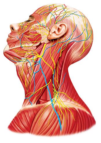 illustrated anatomy of the head and neck