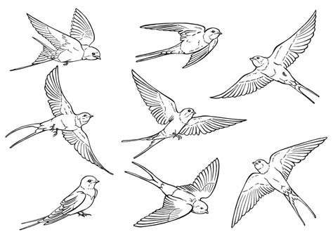 Illustration Drawing Bird