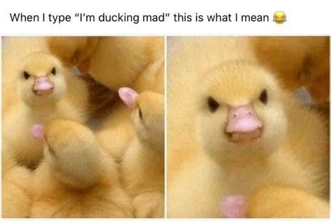 im ducking mad meme