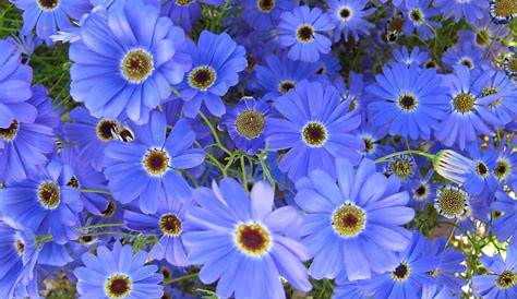 4 des plus belles fleurs bleues - Détente Jardin