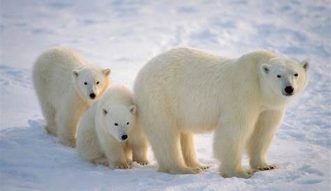 Famille ours polaire - Fond d'écran Ultra HD