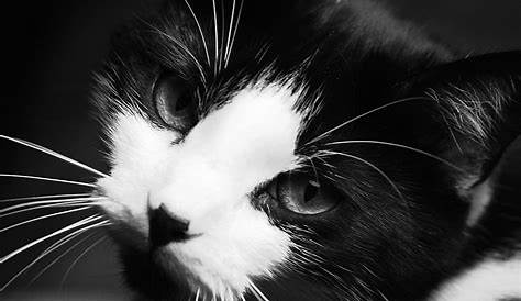 Photo | Un chat, entre noir et blanc