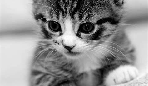 Chat en noir et blanc. | Cute cats, Cute animal pictures, Cats