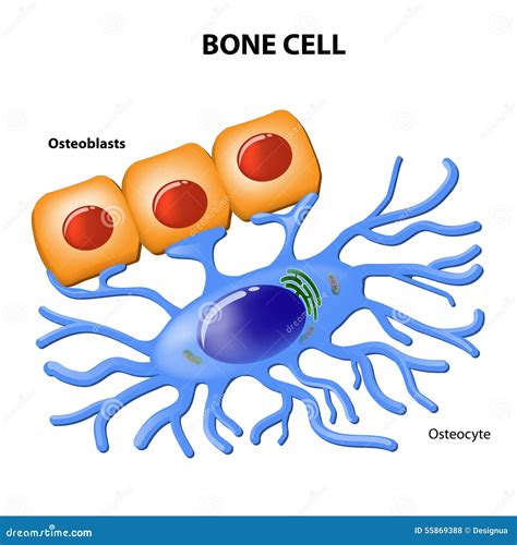 Image of bone cell
