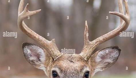 Deer head stock image. Image of isolated, wildlife, stag - 25452695