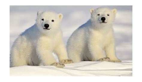 Un ours polaire abattu, à T.-N.-L., pour des raisons de sécurité | ICI