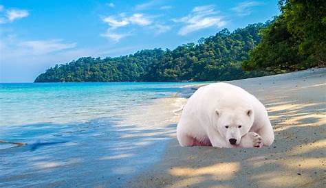 Ours polaire a la plage Banque de photographies et d’images à haute