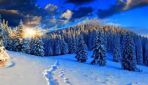 Paysage d'hiver merveilleux. Hiver, neige, pins, la forêt de pins, le