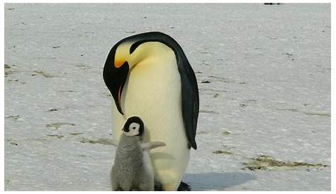 Empereur Que Cachent Les Manchots Sur La Plage Pix / Images Pingouins