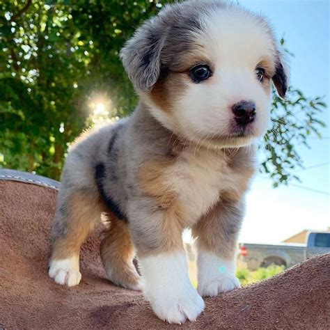 image de chien cute