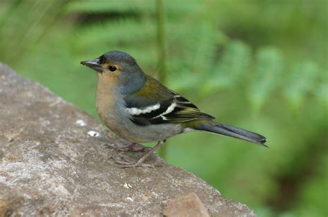 image de petit oiseaux