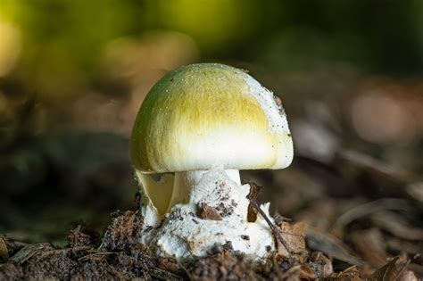 image death cap mushroom