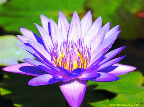 image fleur de lotus à imprimer