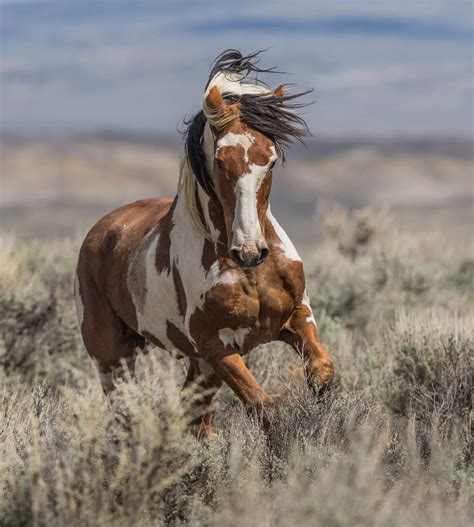 image of a mustang horse