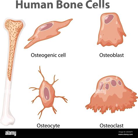 Image of bone cell