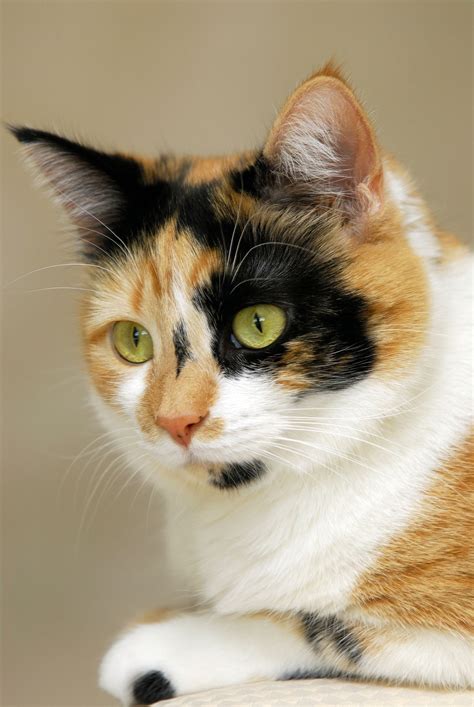 image of calico cat