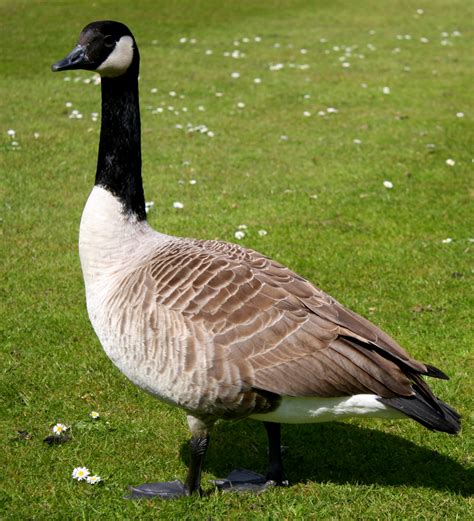image of canada goose