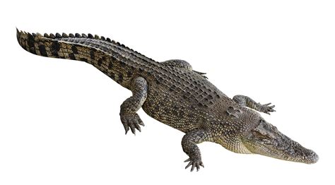 Crocodile Image
