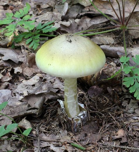 image of death cap mushroom
