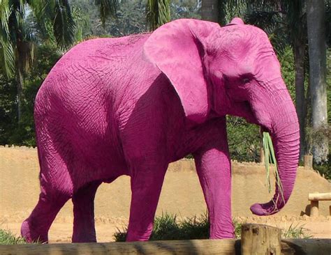 image of pink elephant