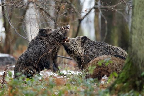 Sanglier dans son habitat naturel