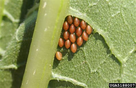 Image Of Squash Bug Eggs