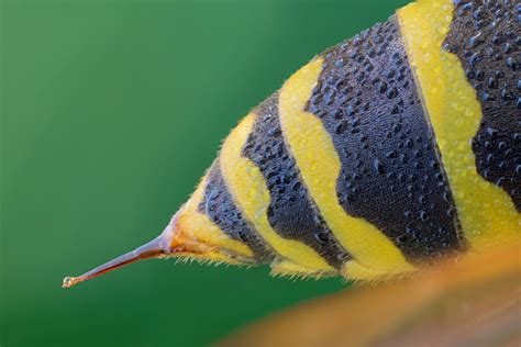 image of wasp stinger