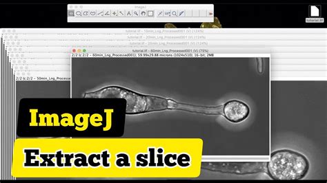 Imagej Extract Slice From Stack