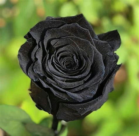 imagem de flor preta