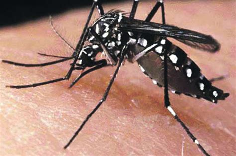 imagem grande do mosquito da dengue
