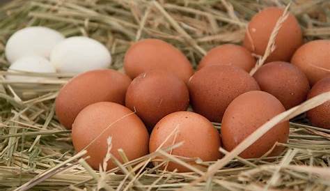 Hombre apostó que podía comerse 50 huevos de gallina y murió | EL DEBATE