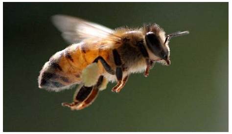La importancia de proteger a la abeja melipona, especie endémica