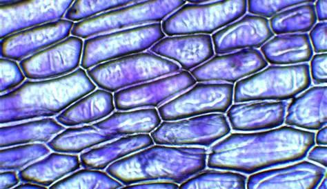 Biologia Celular y Molecular: Epidermis de cebolla
