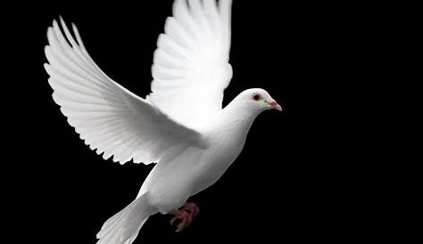 100+ ideas de PALOMAS BLANCAS en 2020 | paloma, paloma blanca, paloma ave